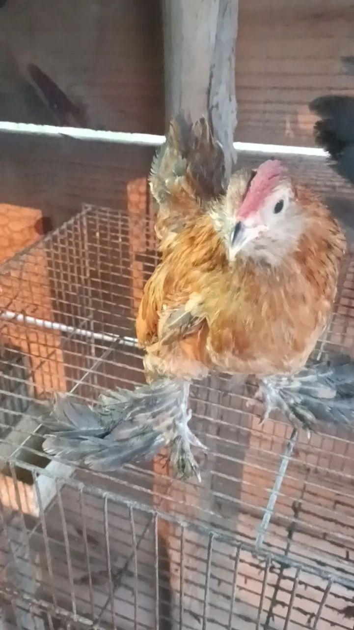 Galo Mini garnisé  - Foto 5