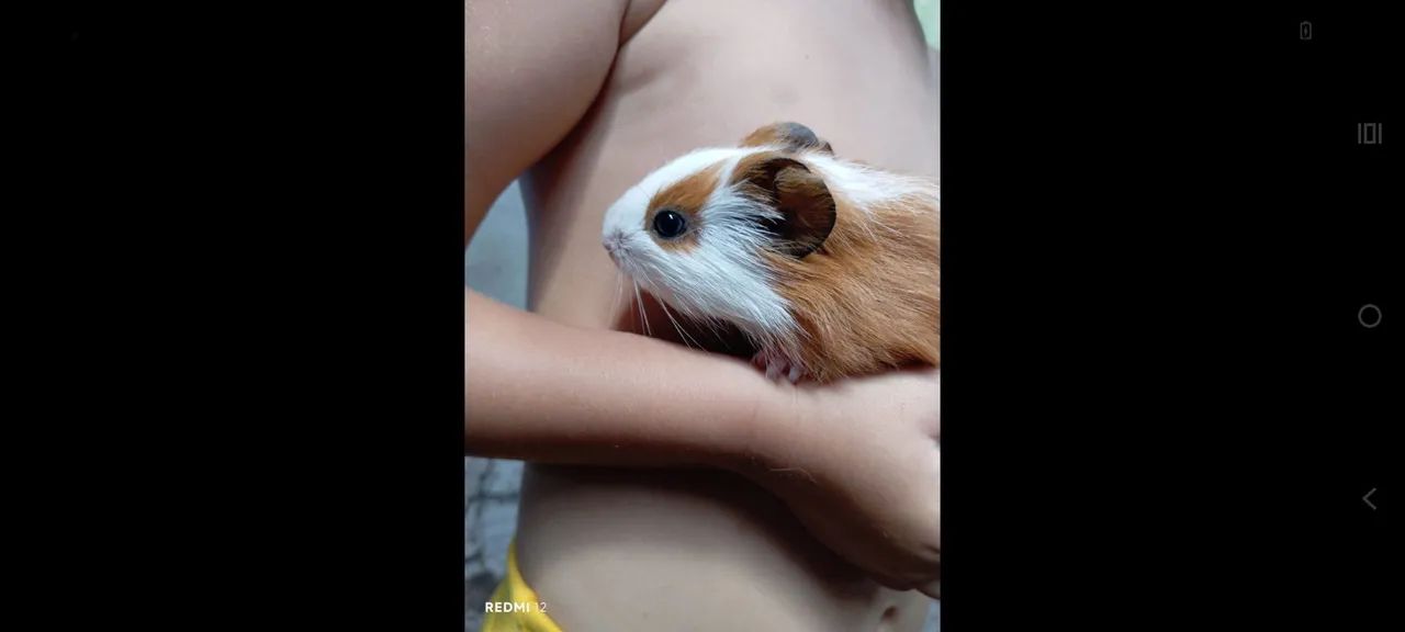 Porquinhos da índia  - Foto 6