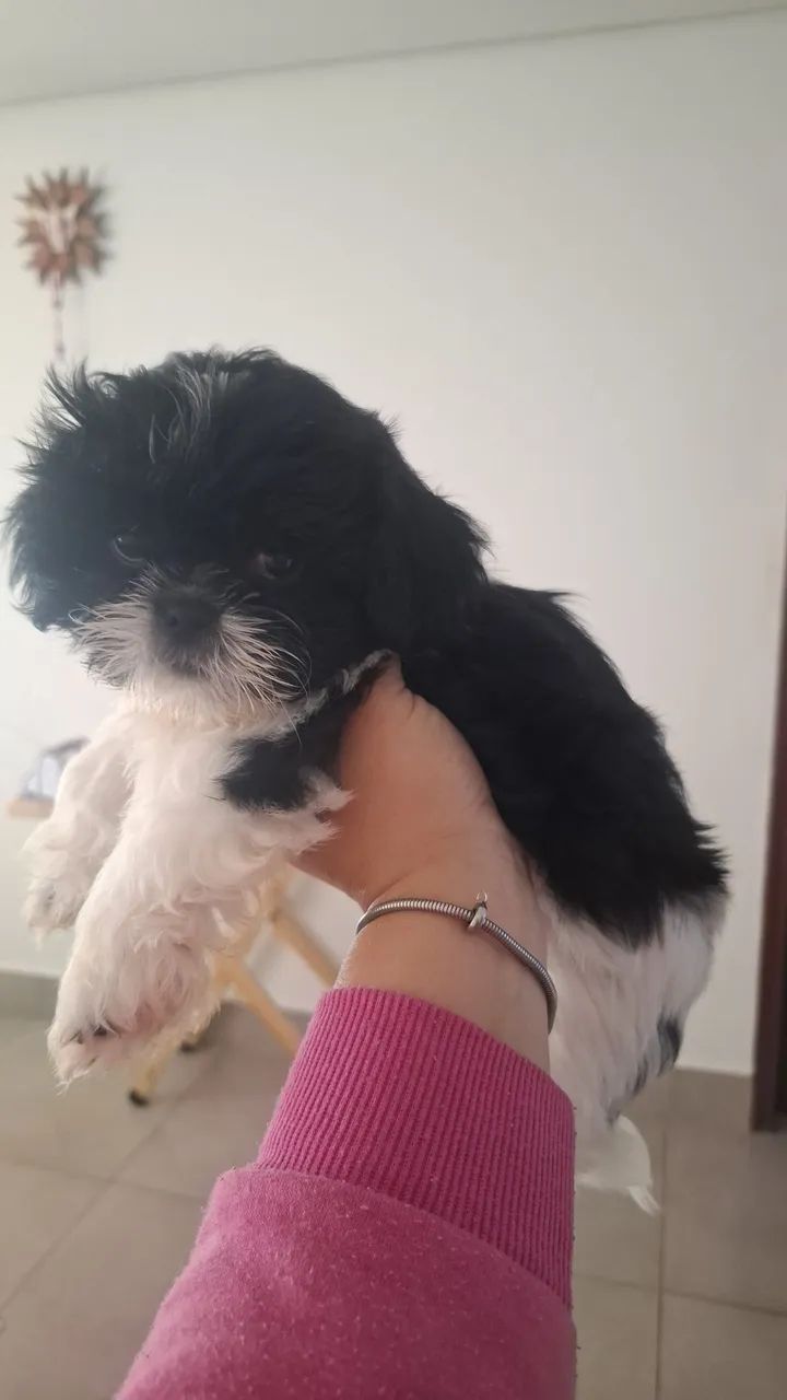 Oportunidade de se Apaixonar  - Foto 2