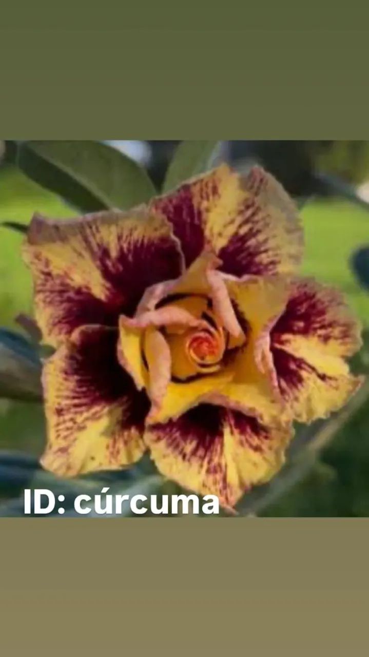 Rosa do deserto  - Foto 4