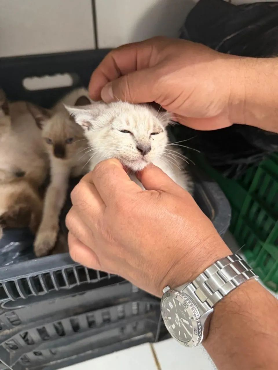 Animais doação  - Foto 5