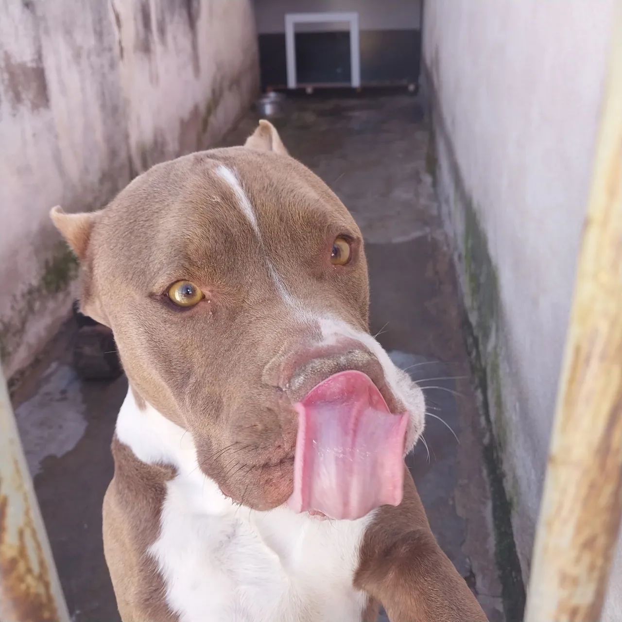 Doa -se  Pitbull  Macho 4 Anos - Foto 3