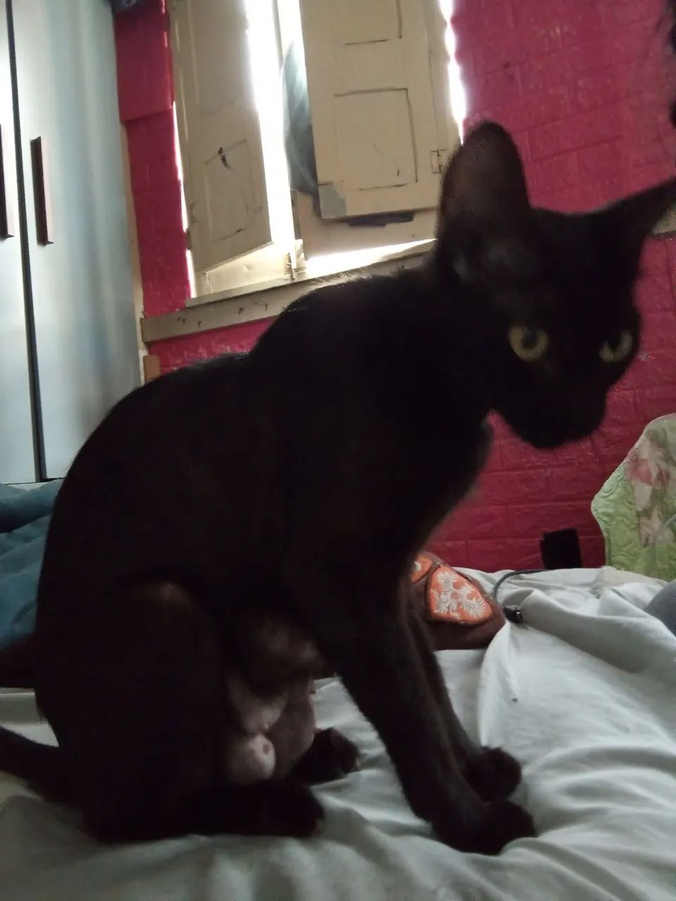 Gata para adoção  - Foto 2