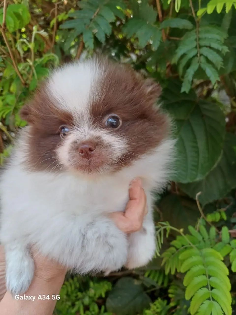 Feminhas de spitz alemão anãzinhas... - Foto 3