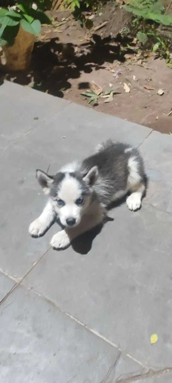 Filhotes de husky - Foto 3