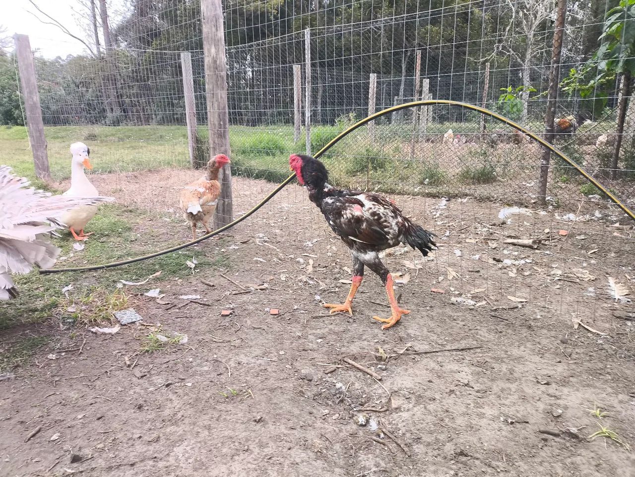 Galo índio gigante casal - Foto 3