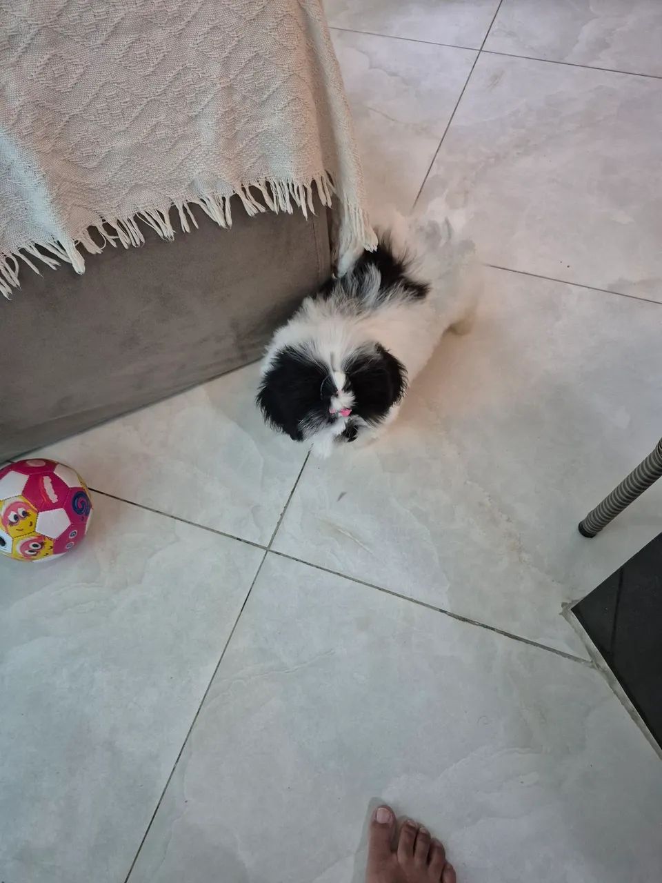 Shih tzu fêmea  - Foto 3