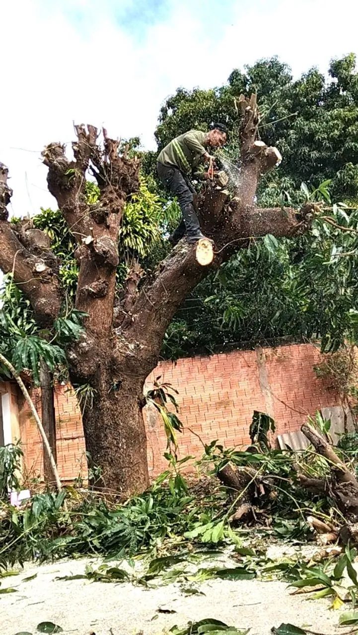 Prestação de Serviços de Jardinagem - Foto 4