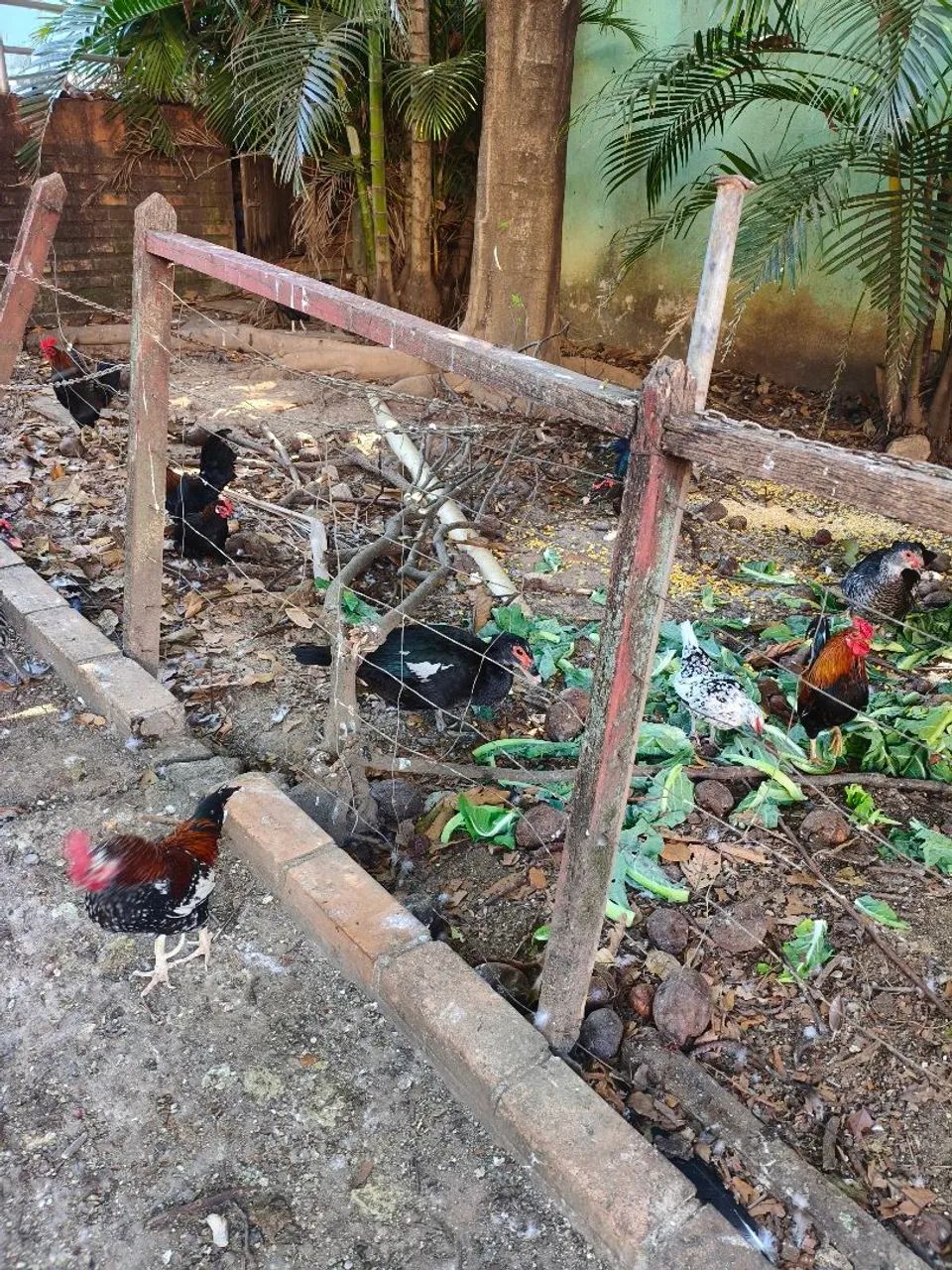 VENDE-SE GARNIZÉS - Foto 3