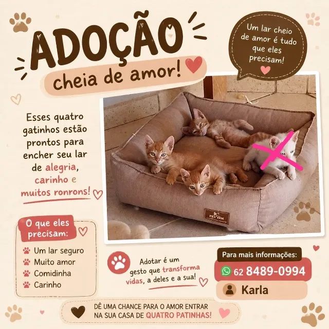Doação filhotes