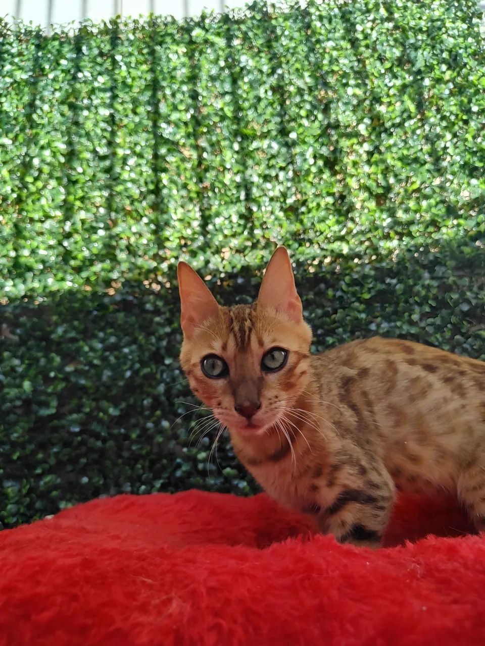 Gato Bengal  - Foto 3