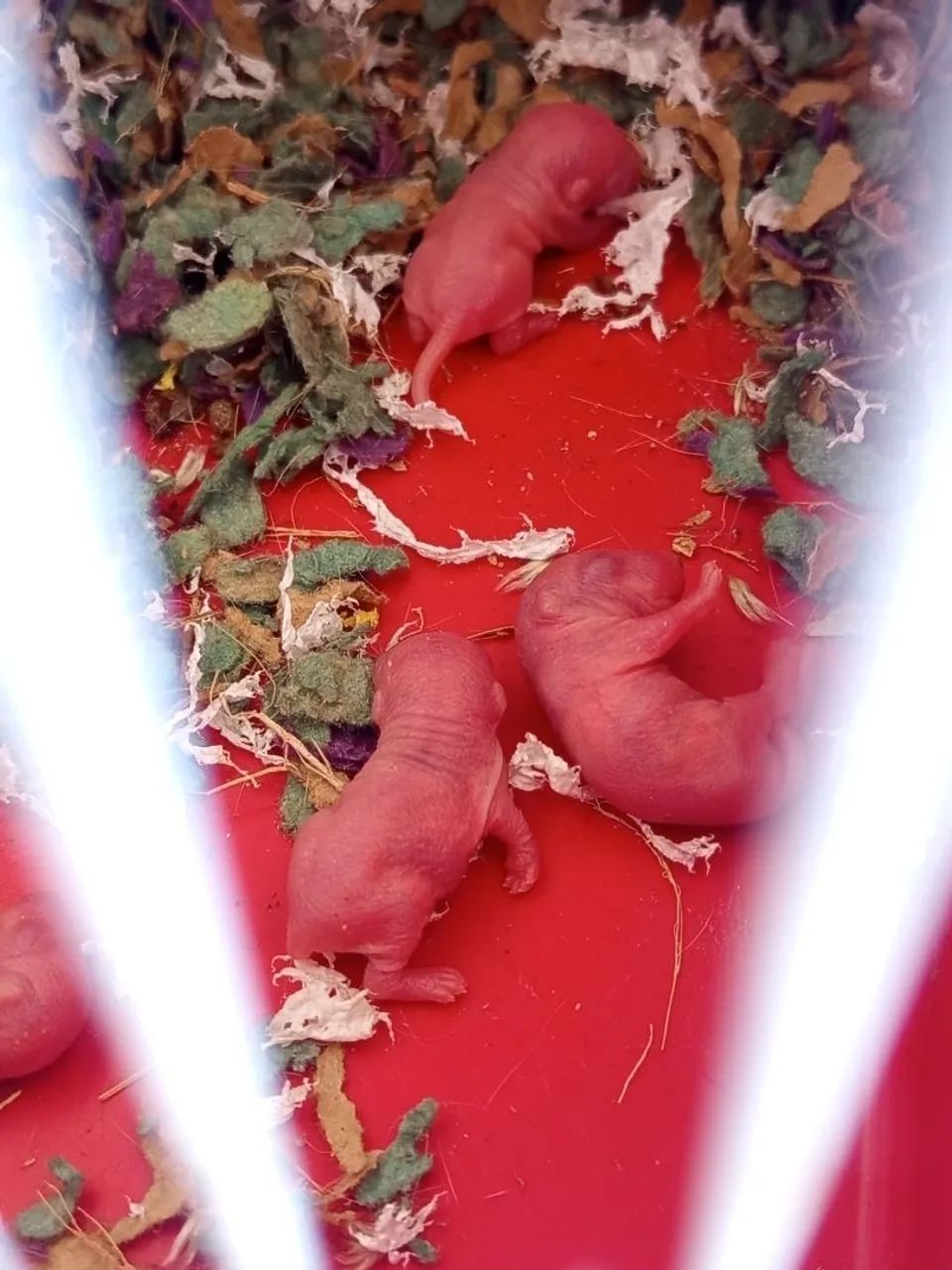 Gerbil - Foto 3
