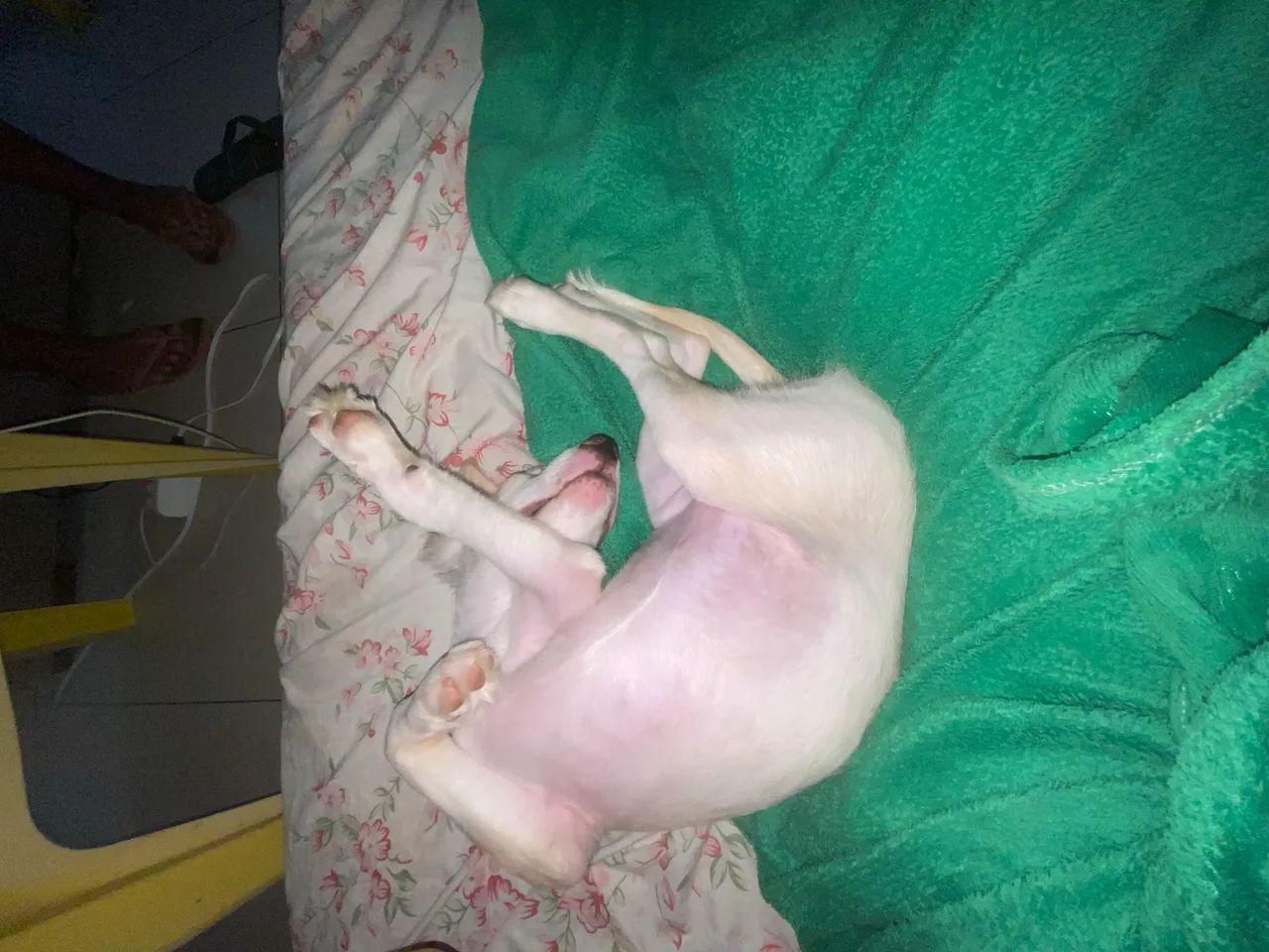 Doando cachorro de 6 meses  - Foto 3