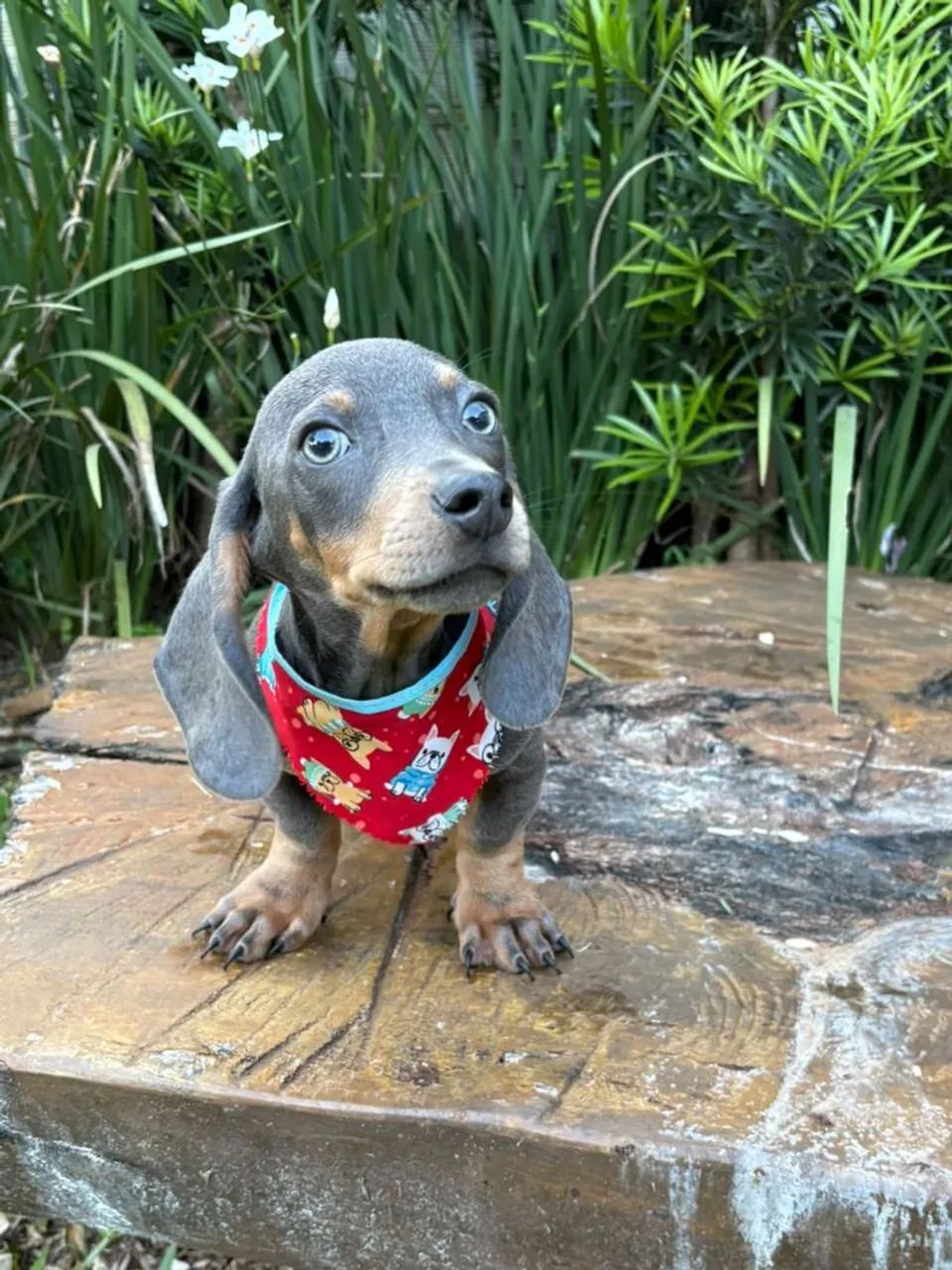 DASHCHUND BLUE MACHO - Foto 2