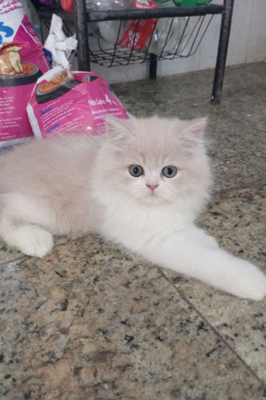 Filhote Gato persa legitimo