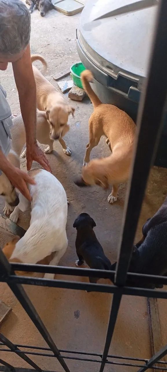 Doação de cachorro e cachora