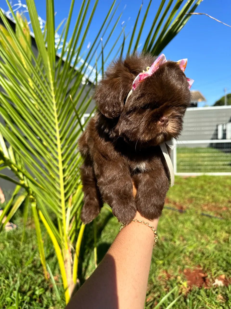 Shihtzu chocolate - Foto 4