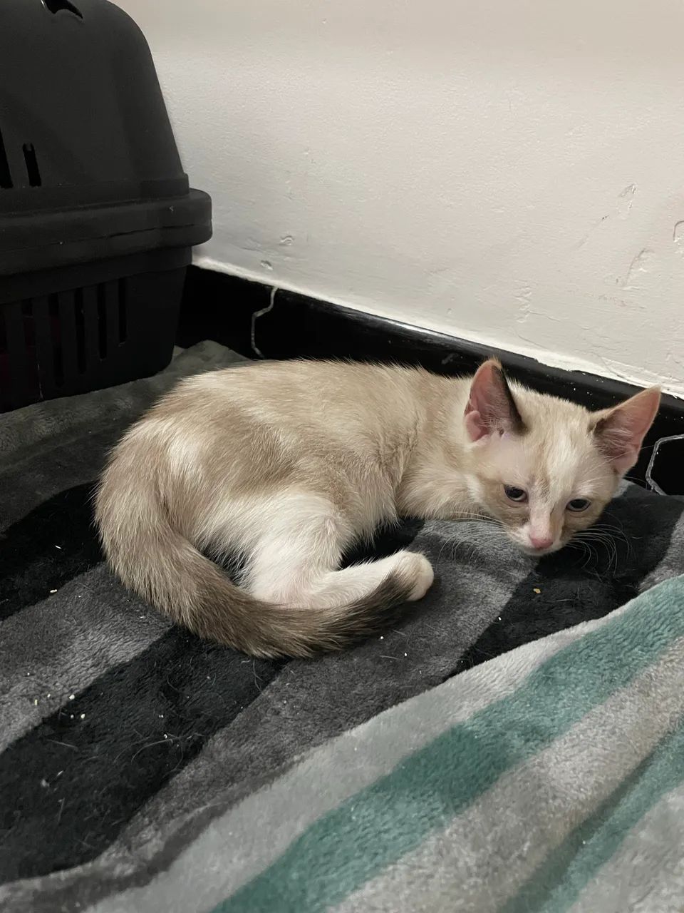 Gatinhos para adoção  - Foto 3