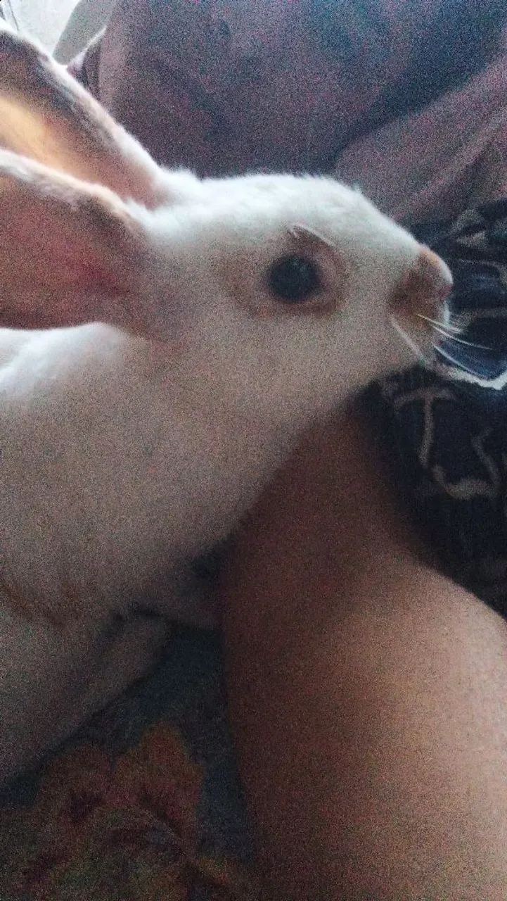 Coelhos dócil  - Foto 2