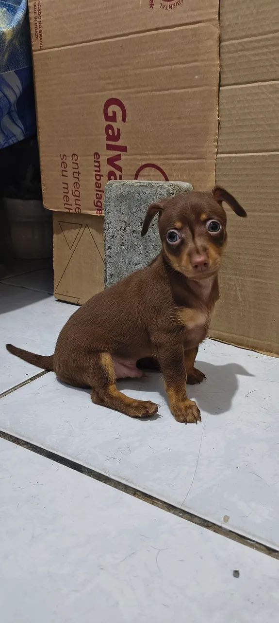 Pinscher  - Foto 2