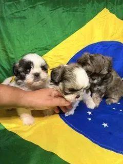 Shitzu Fêmea e macho  - Foto 2