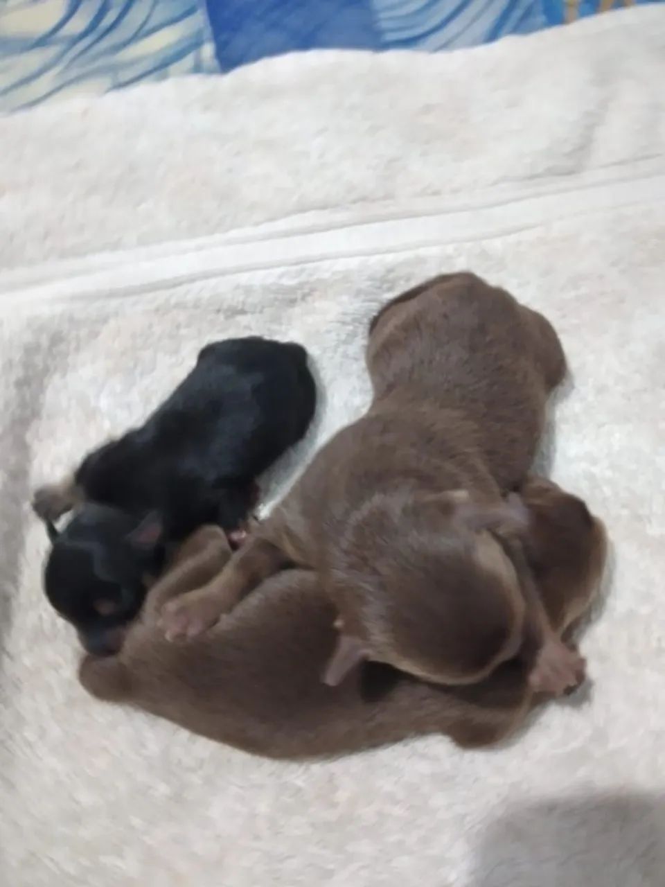 Pinscher  - Foto 3