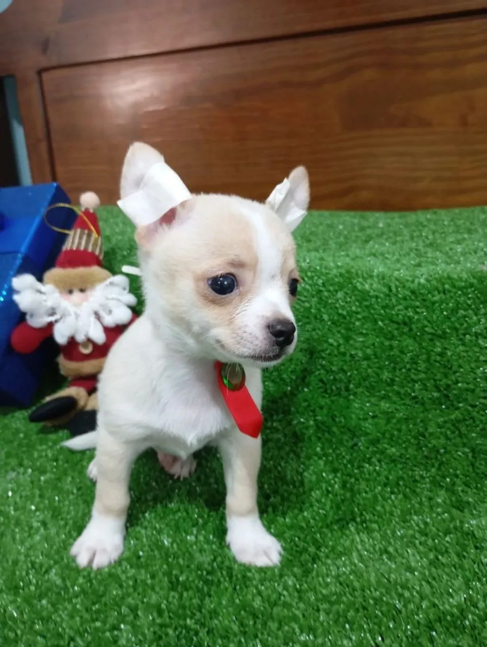 Chihuahua macho lilac bicolor 