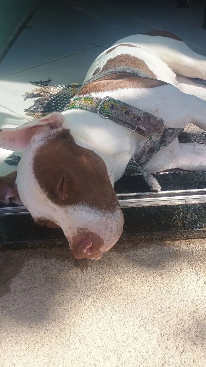 Pit bull - Foto 3