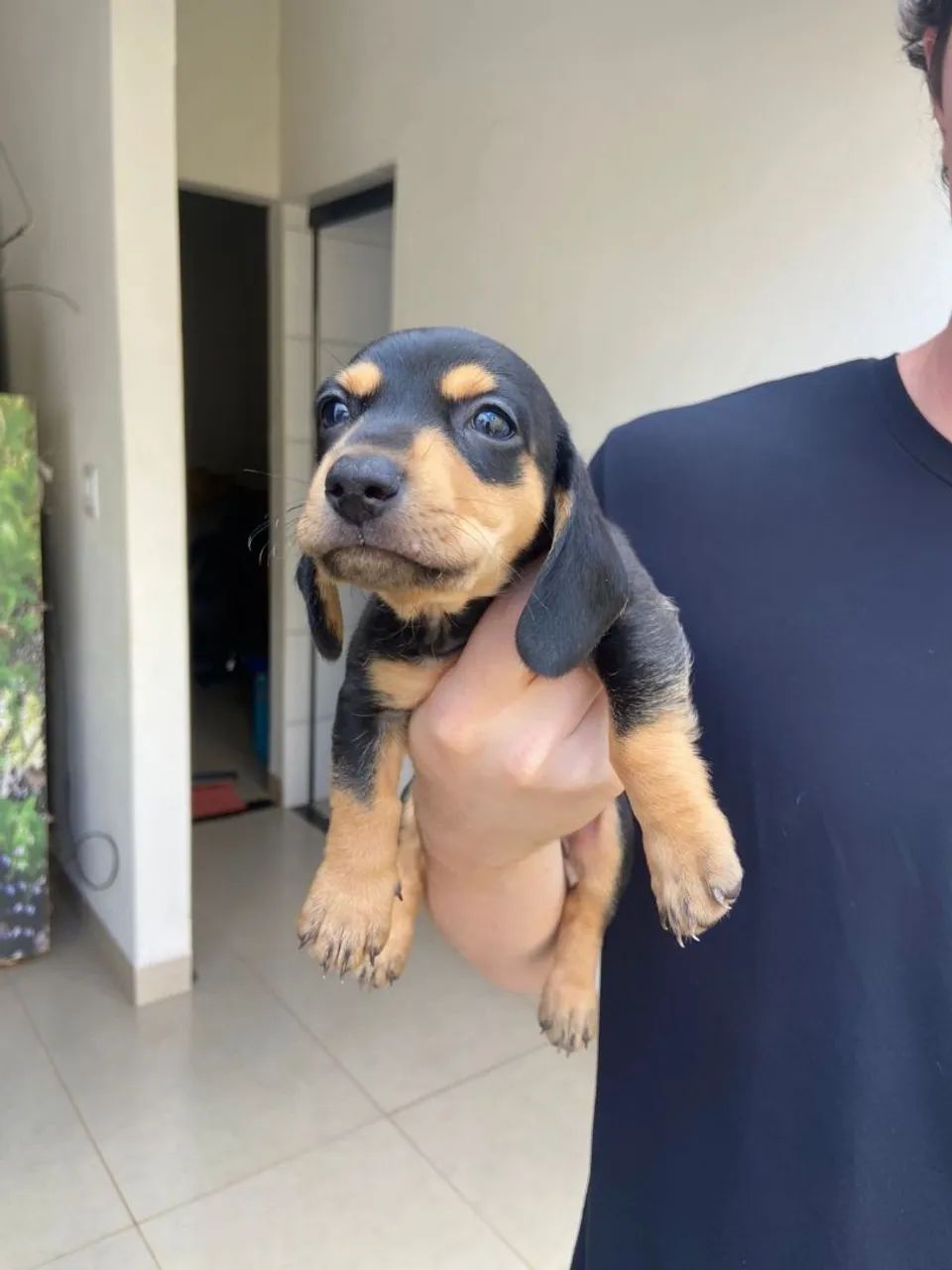 Cachorros Dachshund - 2 ainda disponíveis - Foto 3