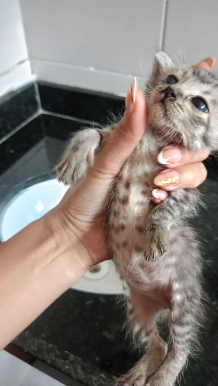 Gatos  - Foto 3