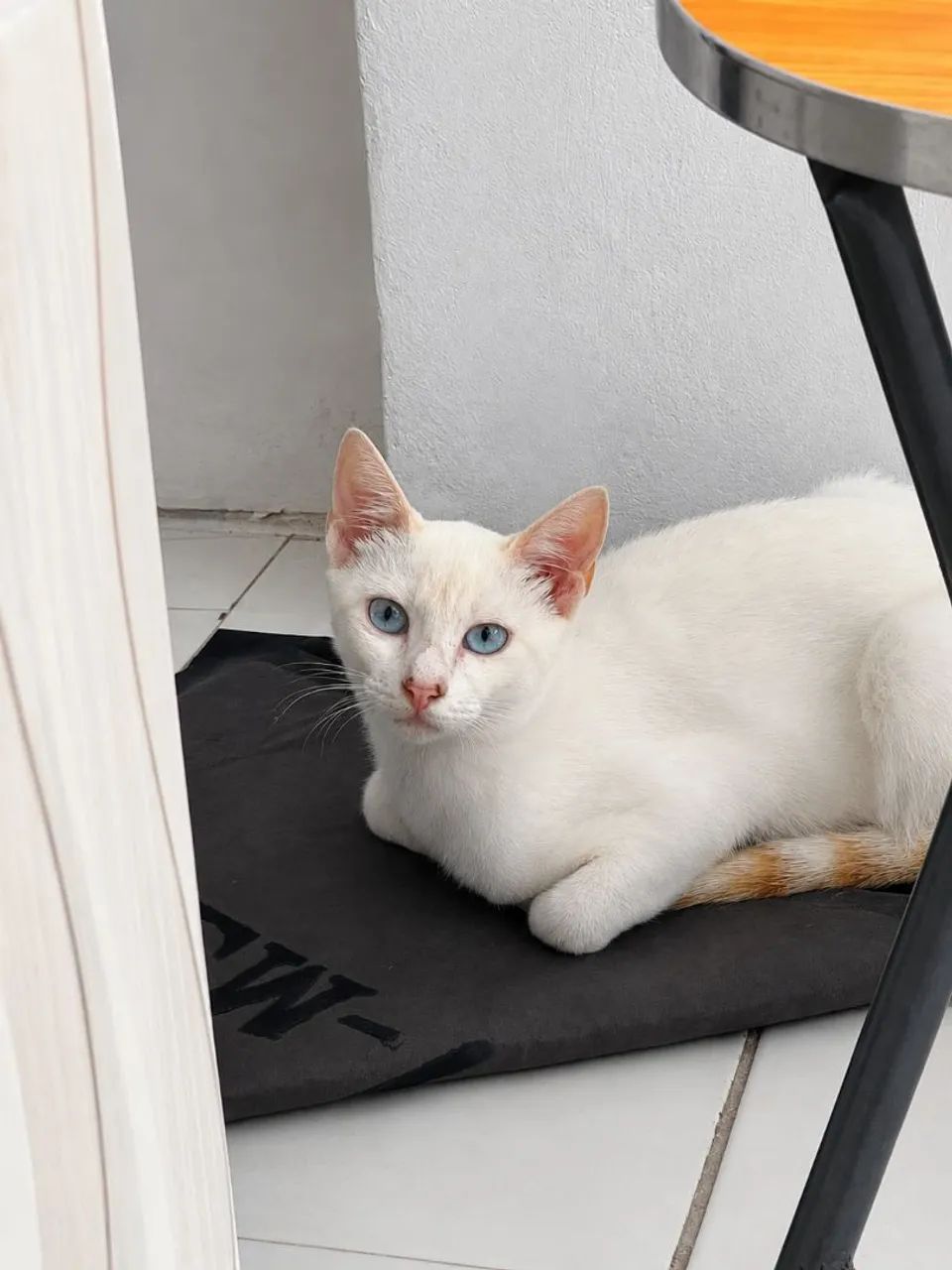 Doando gatinho, castrado com 7 meses de nascimento 