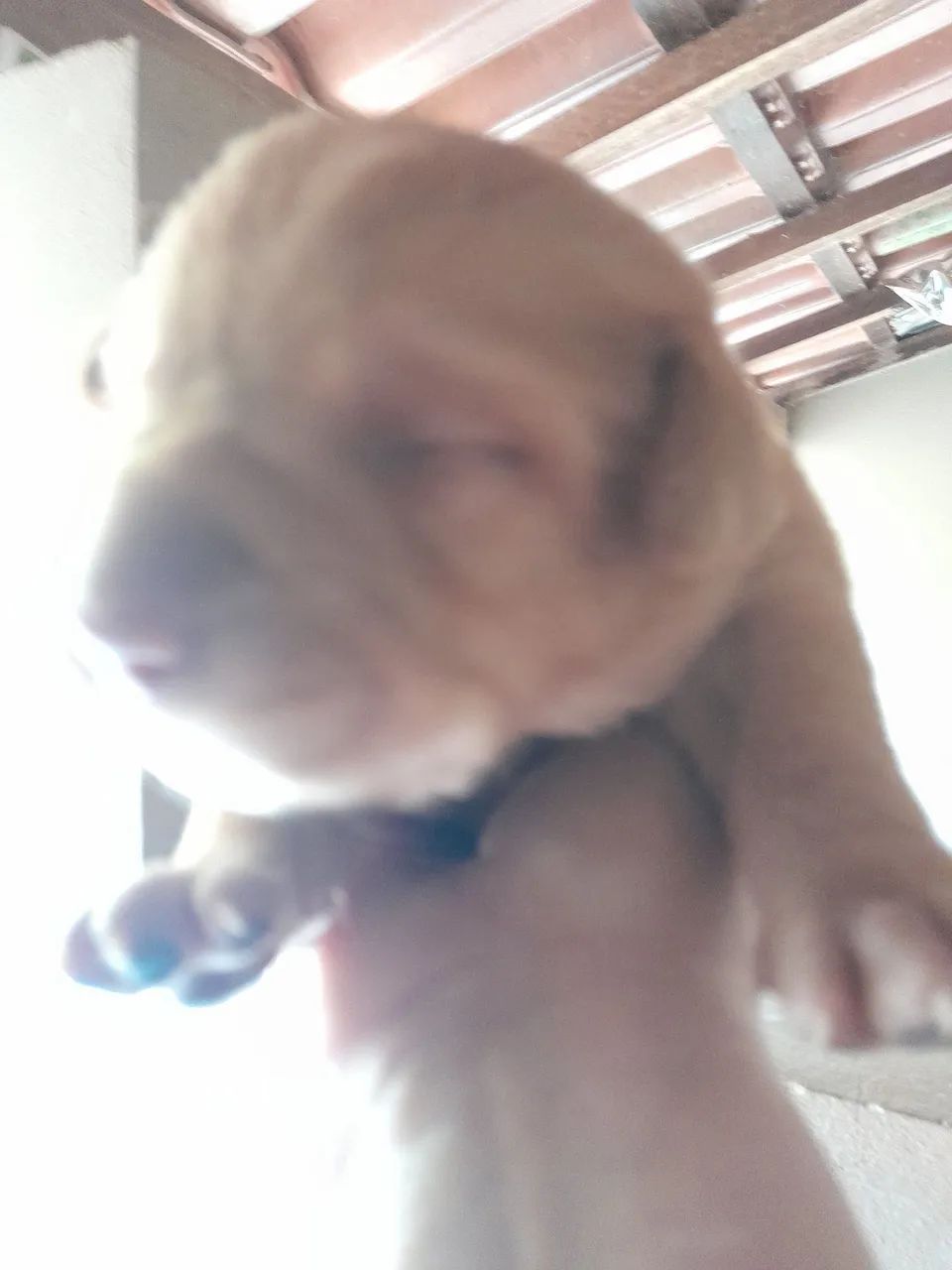 Labrador  - Foto 5