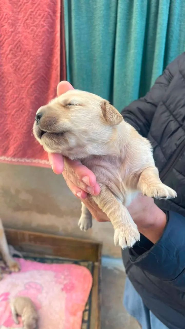 Golden Retriever  - Foto 4