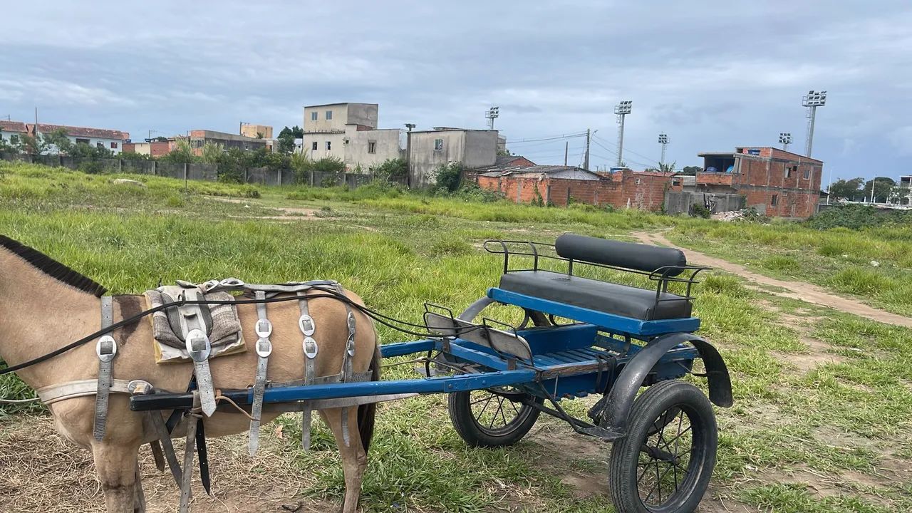 Vende se ou troco mula baia 