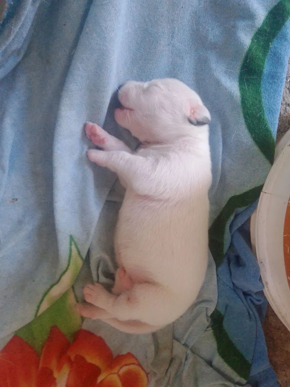 PitBull não puro - Foto 4