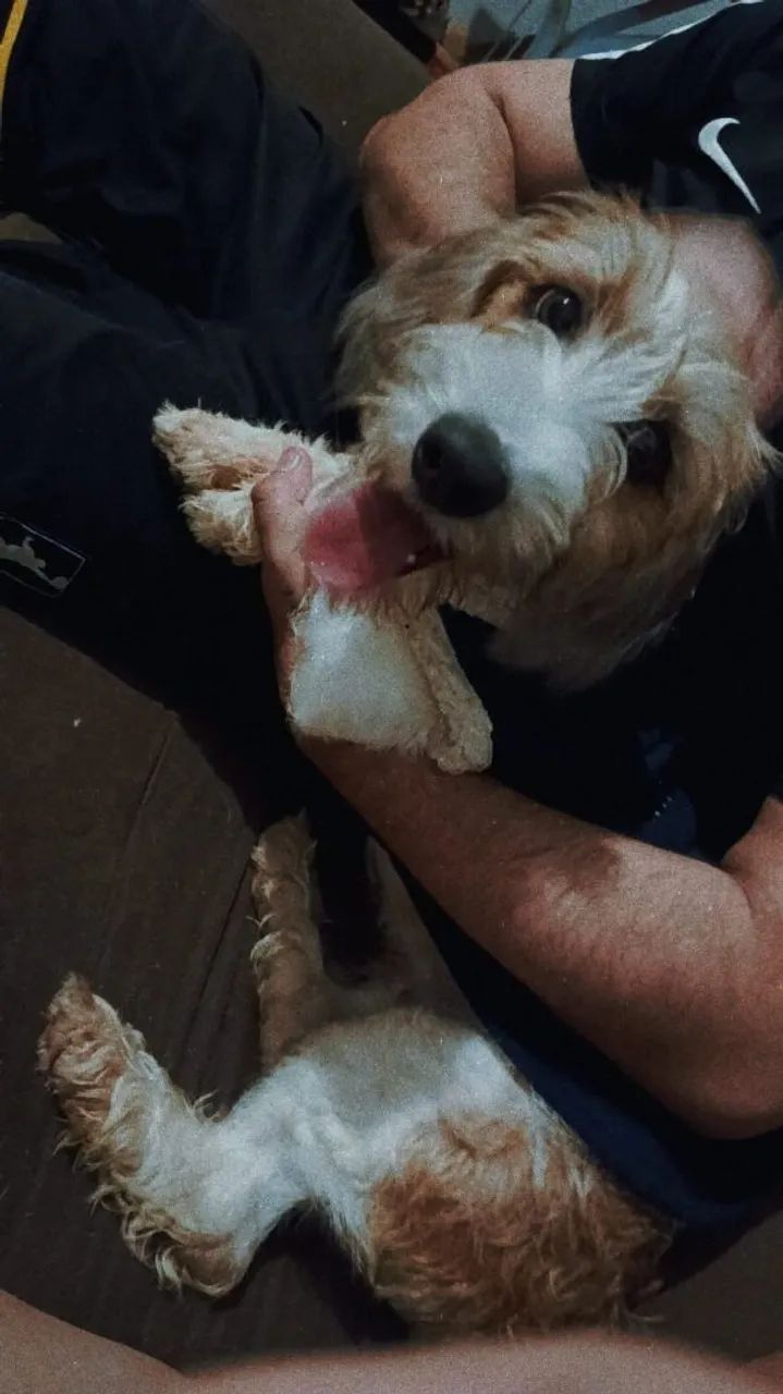 Doação Cachorro de 8 Meses