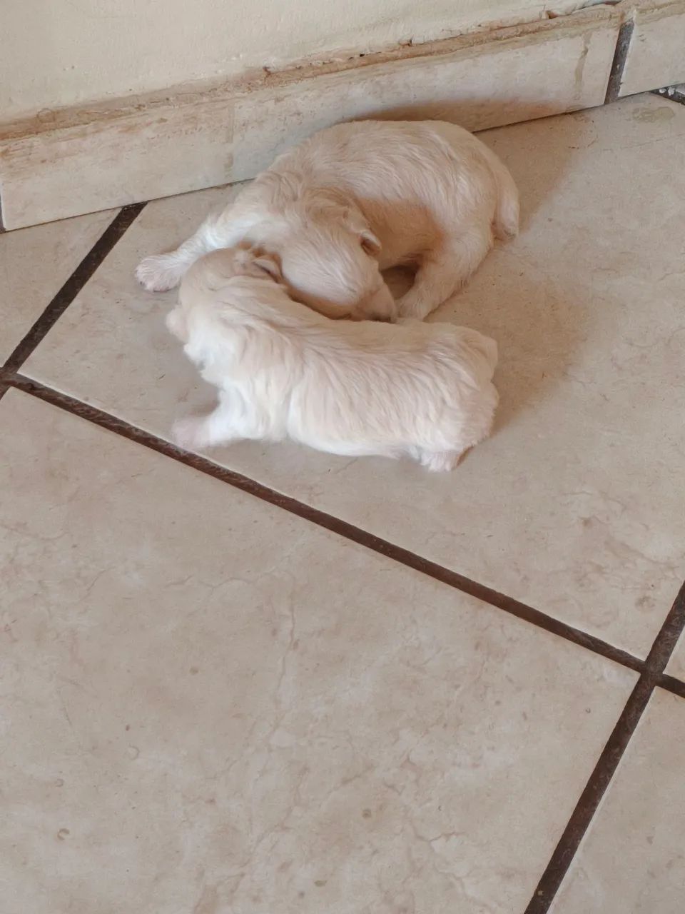 Animal  - Foto 5