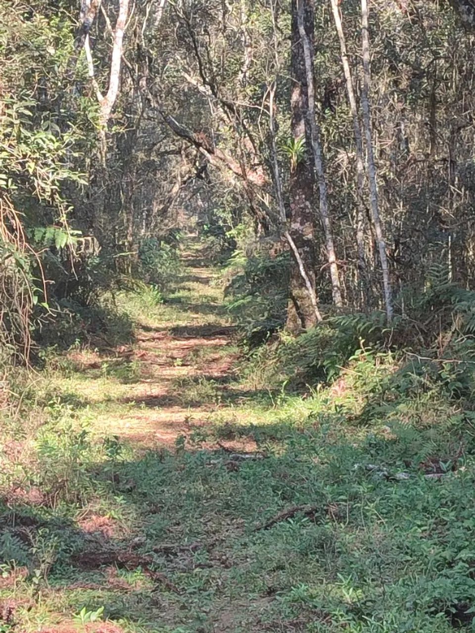 FAZENDA A VENDA EM PRUDENTOPOLIS - Foto 2