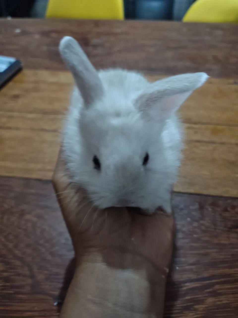 Coelho  - Foto 3