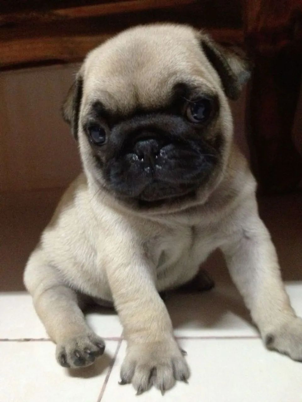 Pug Filhote  Brincalhão 