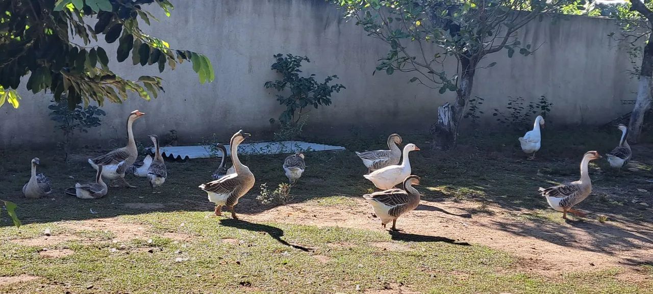 Vendo gansos chinês parado  - Foto 3