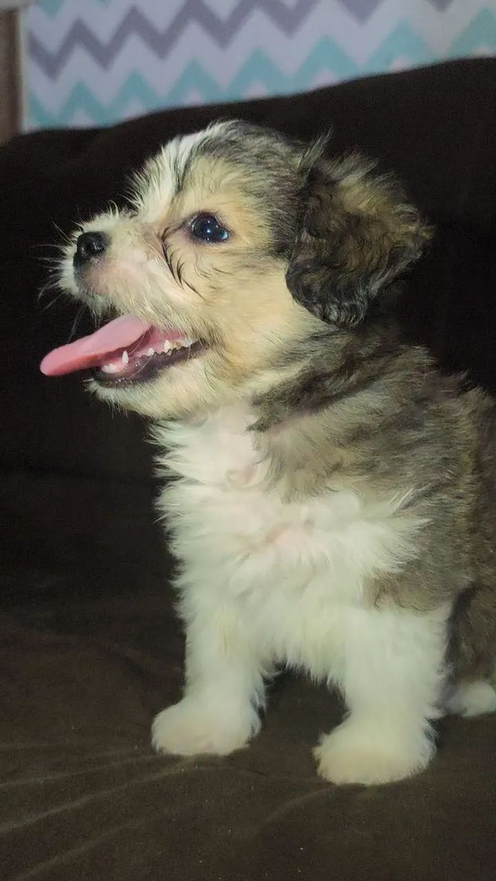 Cachorro ? - Foto 2