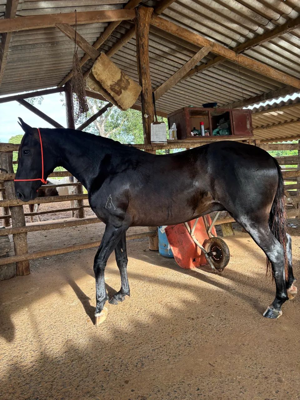 Potro Mangalarga Registrado  - Foto 2