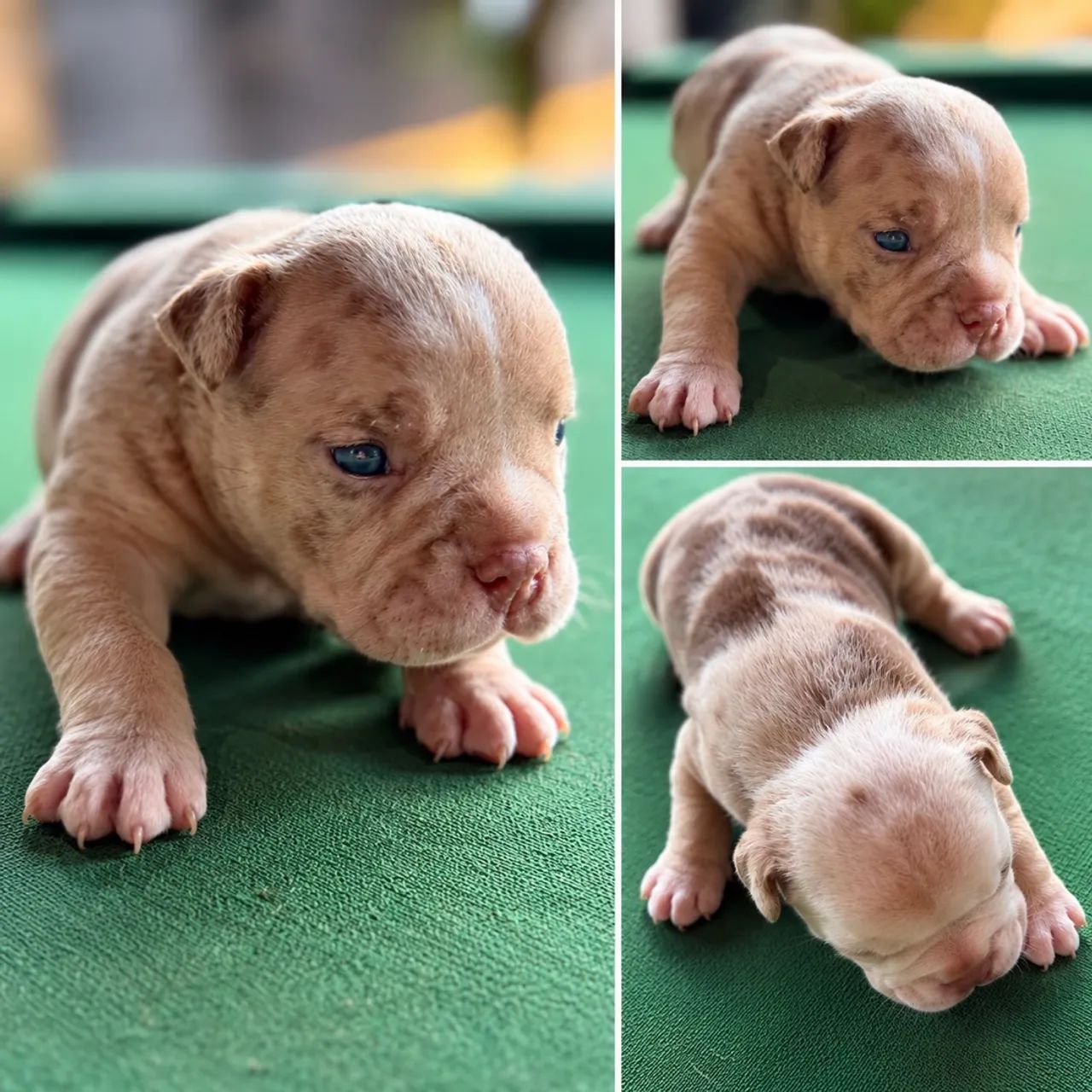 American Bully Micro  - Foto 5