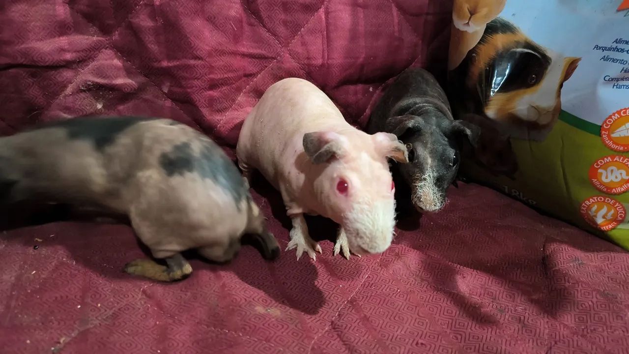 Mini lop Netherland dwarf e skinny pig porquinhos da india  - Foto 6
