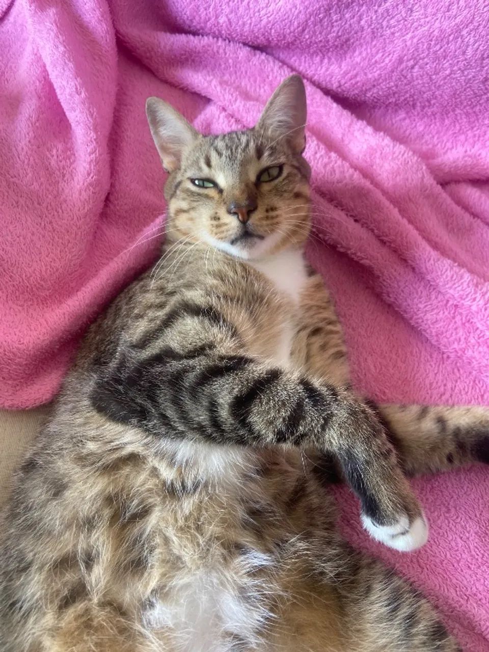 Doa-se gato macho castrado  - Foto 2