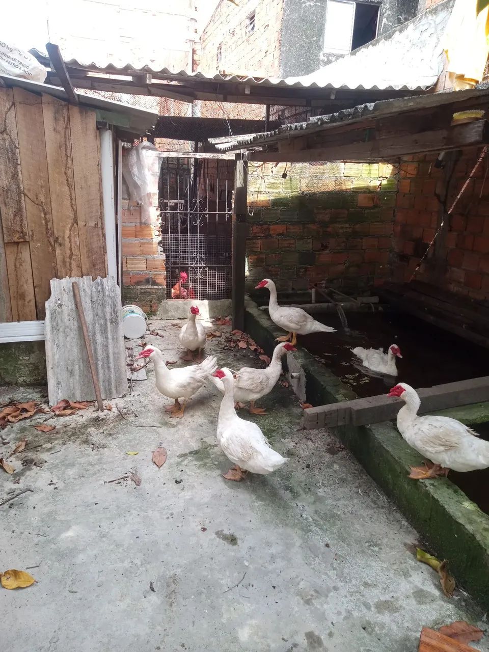 Pato - Foto 2