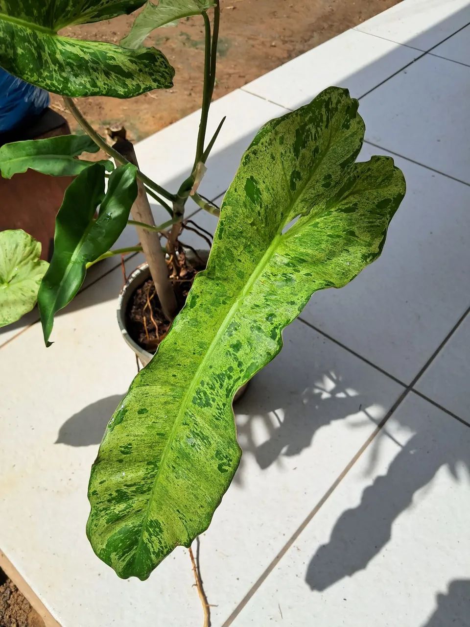 Planta 