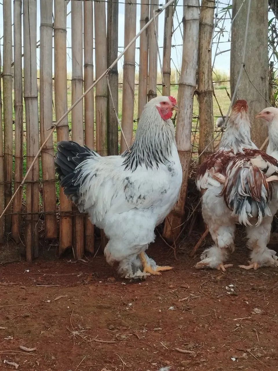 Frango Brahama  - Foto 2