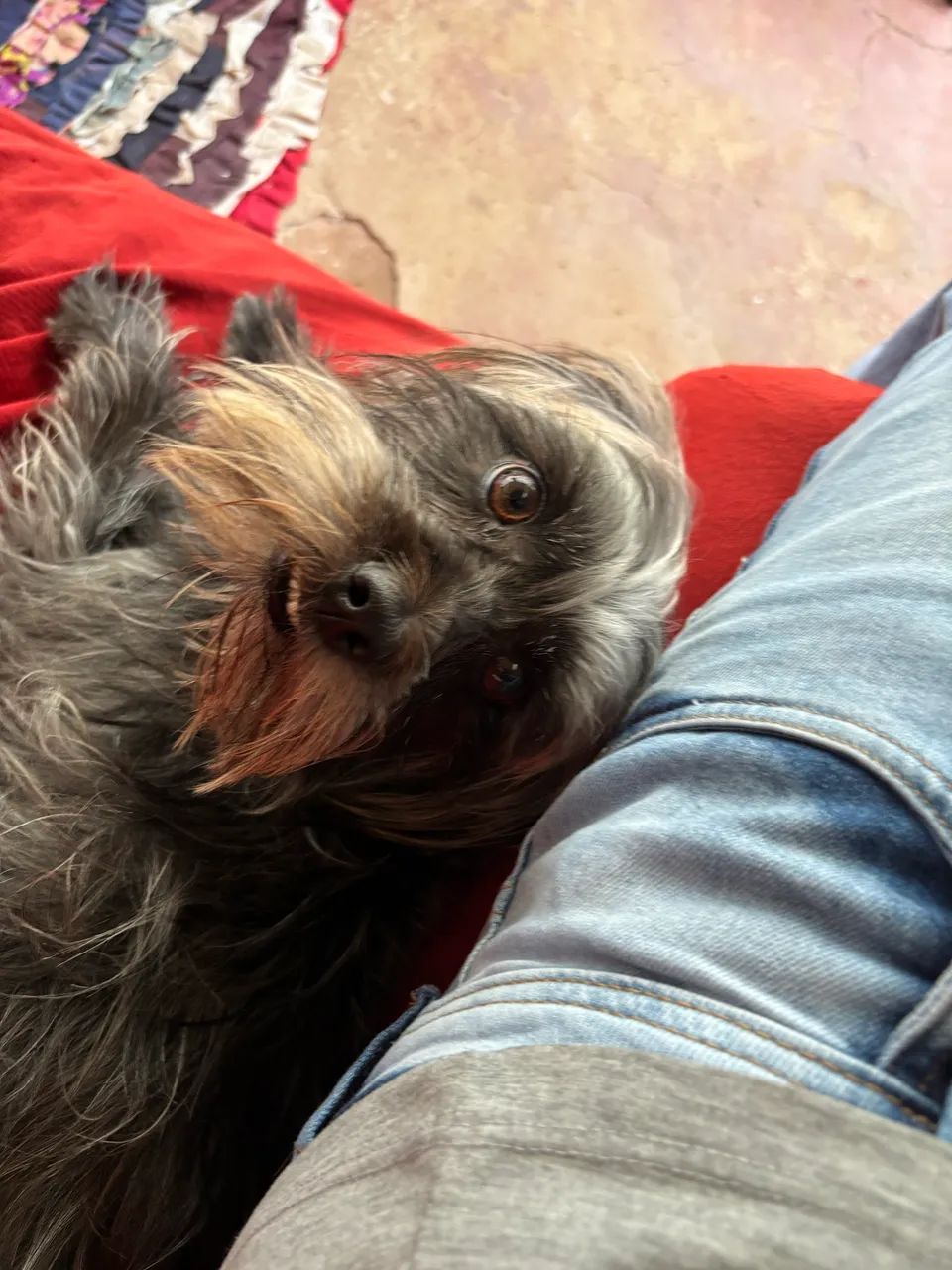 Procuro esse cachorro  - Foto 2